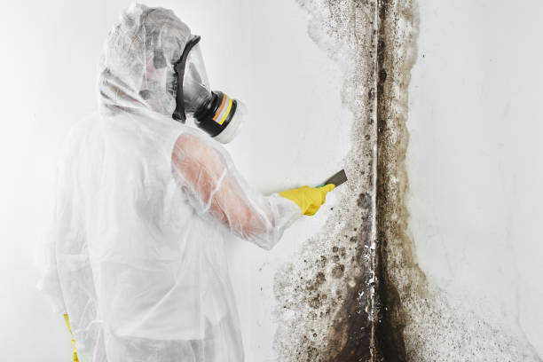 Professional Mold Removal in Gardner, IL