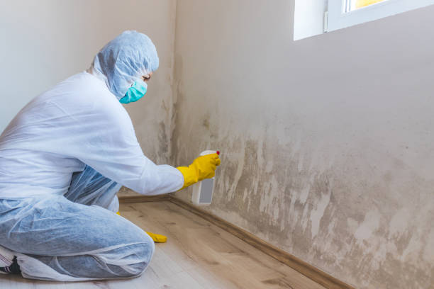 Certified Mold Removal in Gardner, IL